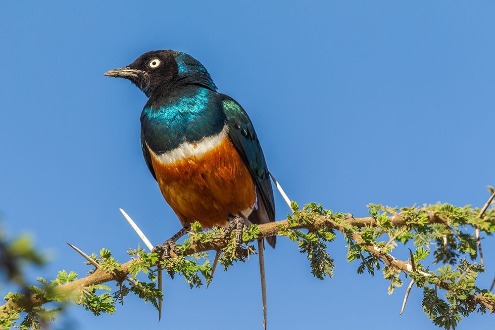 Africa-Tanzania-Serengeti National Park Superb starling close-up